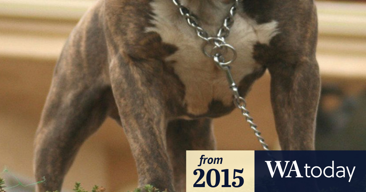 Perth man fined for chain embedded in dog's neck